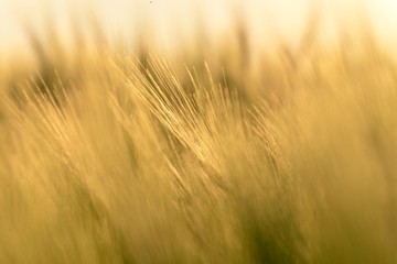Dry wheat closeup photo