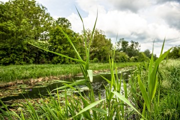 Closeup photo of fresh green grass
