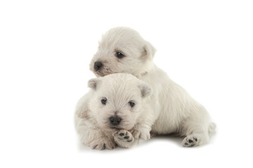 West Highland White Terrier puppies