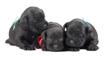 three black puppies of Miniature Schnauzer