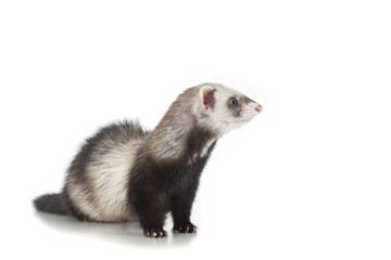young ferret
