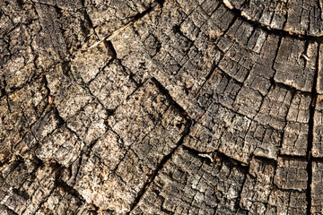 Nature. Trunk of old tree as background texture