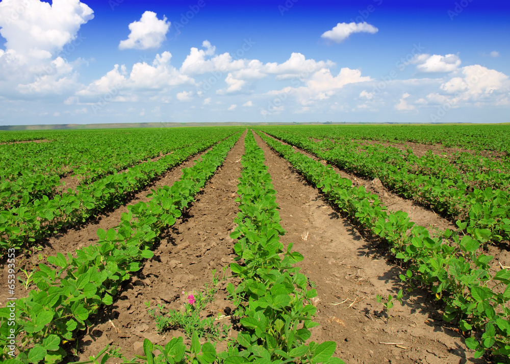 Wall mural soybean field rows in summer