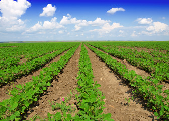 Fototapeta na wymiar Soybean Field Rows in summer