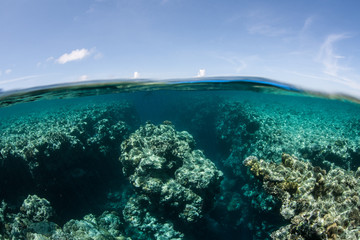 Shallow Reef Channel 1