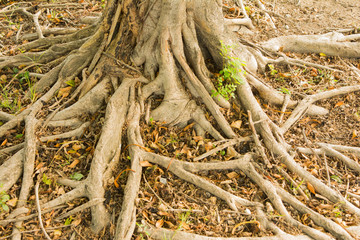 Big tree roots