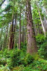 Northern CA-Redwood National Park