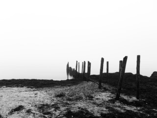 Nebel an der Küste Rügens