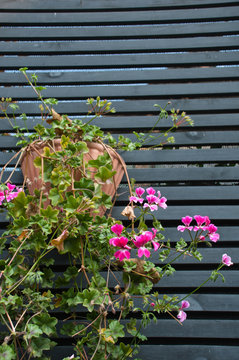 geraneo rosa