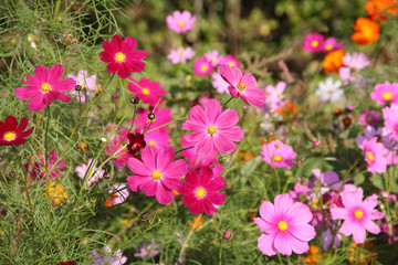 コスモスの花