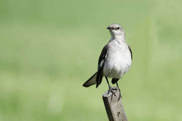 Northern Mockingbird on fence