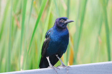 Boat-tailed grackle