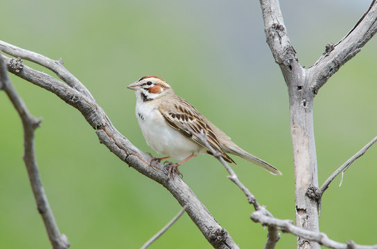 Lark Sparrow On Branch