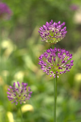 Purple allium trio
