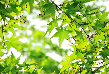 green Maple leaves on the branch with daylight