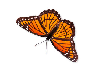 Viceroy butterfly (Limenitis archippus) isolated on white