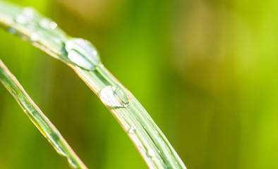 Dew drop on leaf rice in the morning