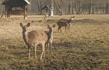 Fallow deer