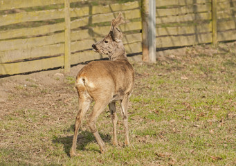 Roe deer