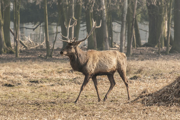 Red deer