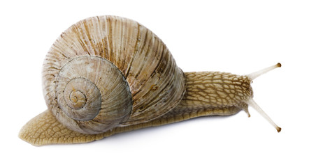 snail