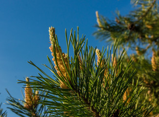 Цветок сосны на фоне неба © niv63