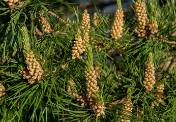 Цветки сосны © niv63