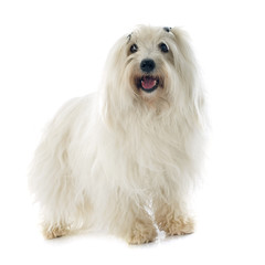 coton de tulear