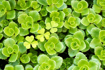 Clover leaves in middle of succulent green stonecrop