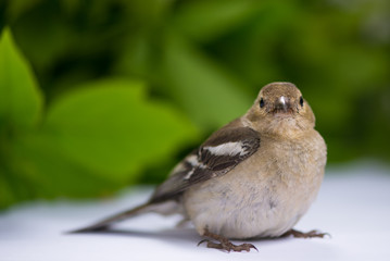 bird Finch