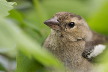 bird Finch