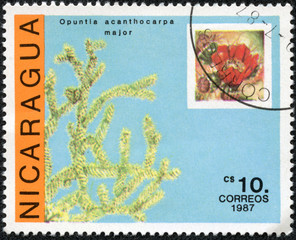 stamp printed in Nicaragua, shows Opuntia acanthocarpa major