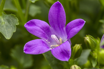 Purple wildflowe