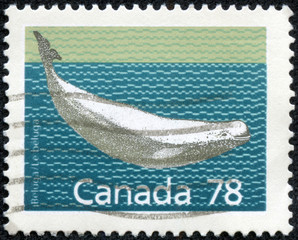 stamp printed by Canada, shows Beluga whale