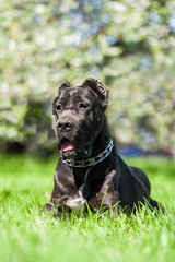 Portrait of cane corso lying on the lawn