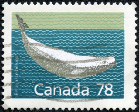 Stamp Printed By Canada, Shows Beluga Whale