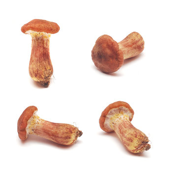 cortinarius mushroom