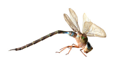 Dragonfly on a white background.