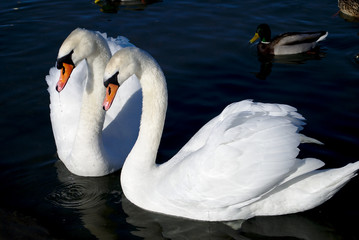 Swans