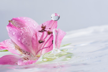 Lilie - Liliaceae © PIXELGESTALT