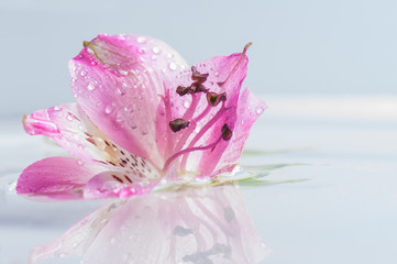 Lilie - Liliaceae © PIXELGESTALT