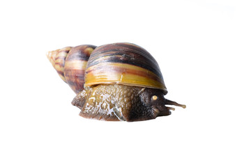 Snail
