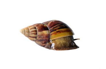 Snail