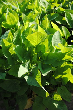 Trompetenbaum Catalpa bignonioides