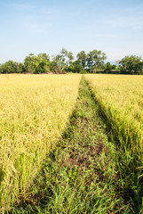 Golden field of Jasmine rice in Thailand