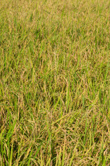 Golden field of Jasmine rice in Thailand