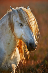 Portrait of a white horse of Camargue in backlight at the sunset