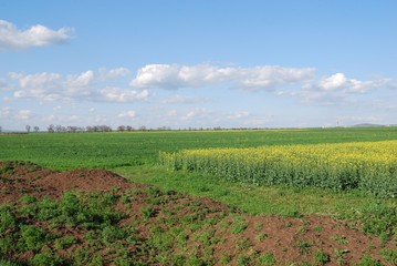 Obraz premium Rape fileld