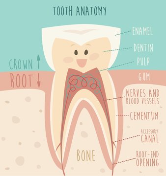 tooth anatomy, funny tooth vector illustration