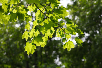 Fototapeta na wymiar bright sun on leaves of maple